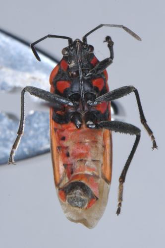 Réf. 320 919 : Spilostethus rivularis